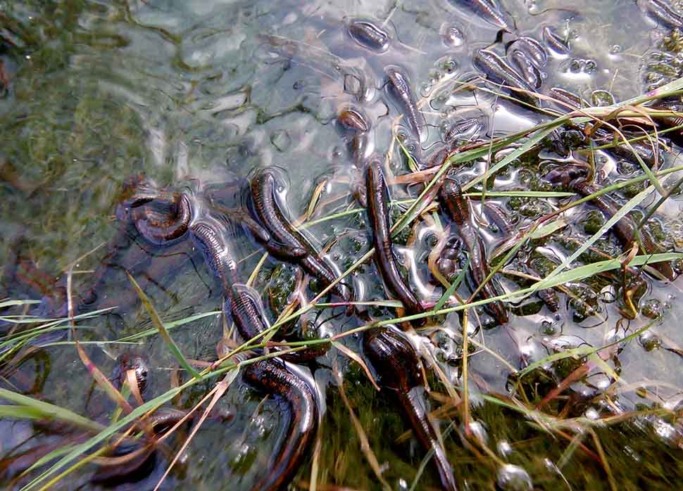 Lodos Sülük Satış