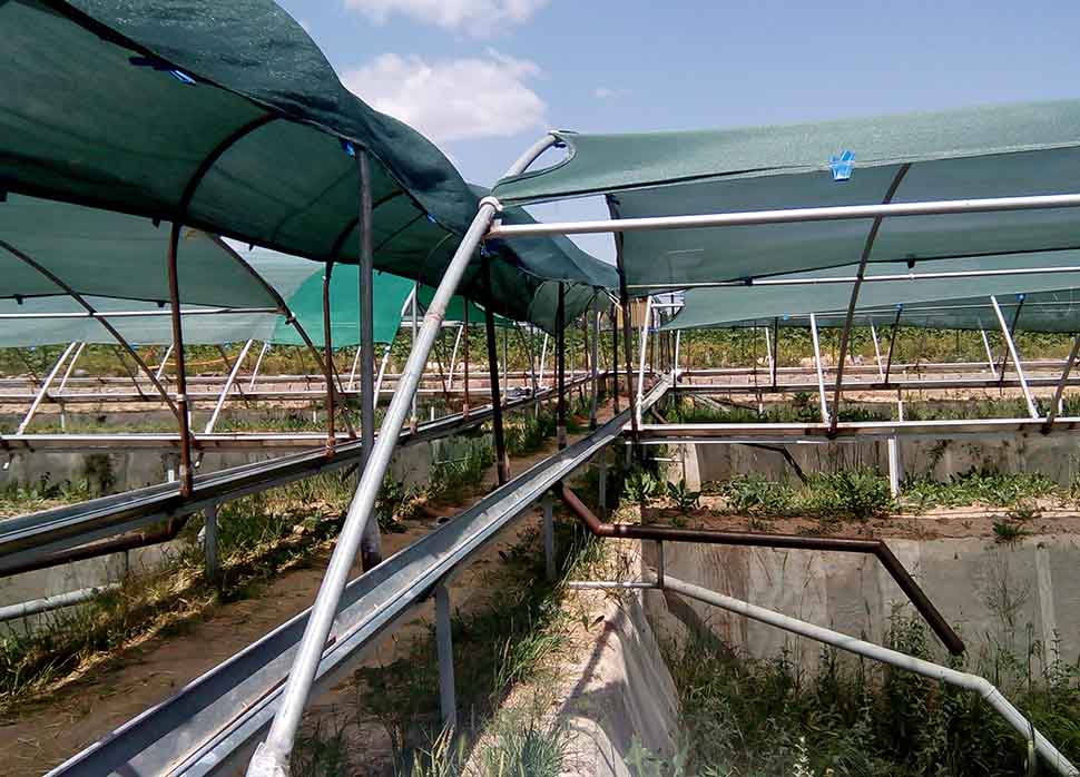 Lodos Sülük Satış