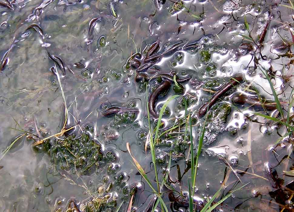 Lodos Sülük Satış