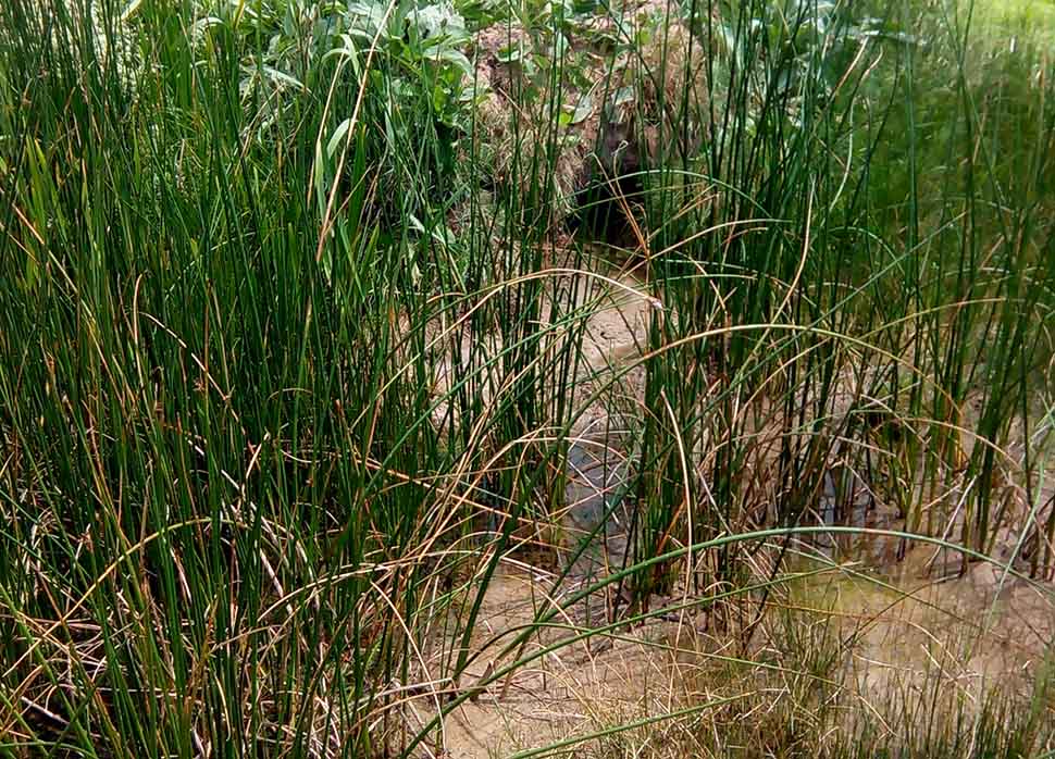 Lodos Sülük Satış