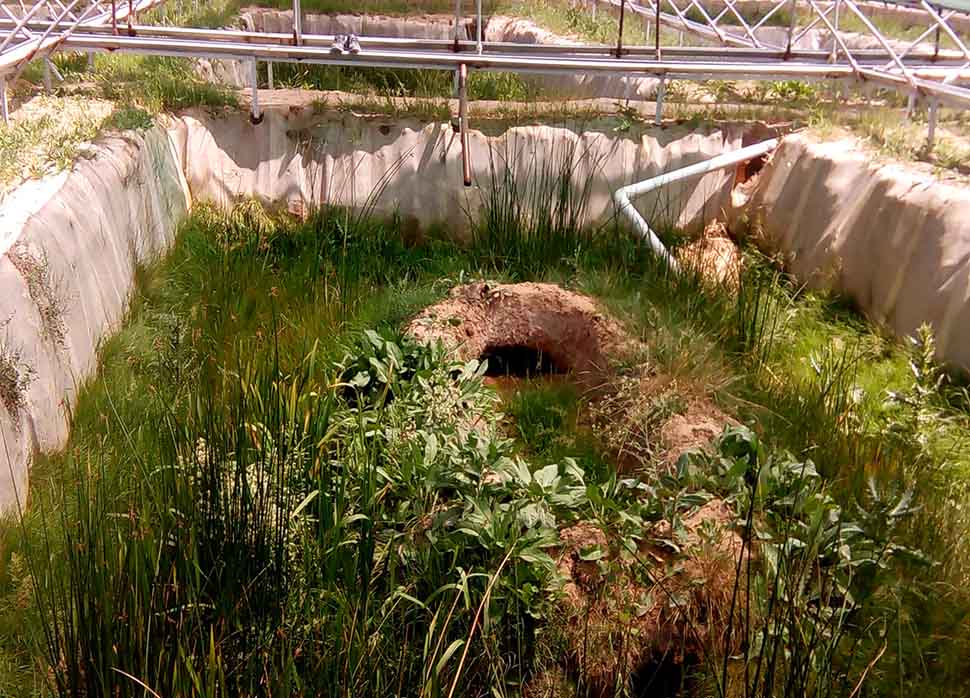 Lodos Sülük Satış